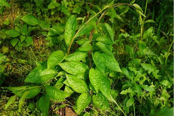 味草- 优质问答专区