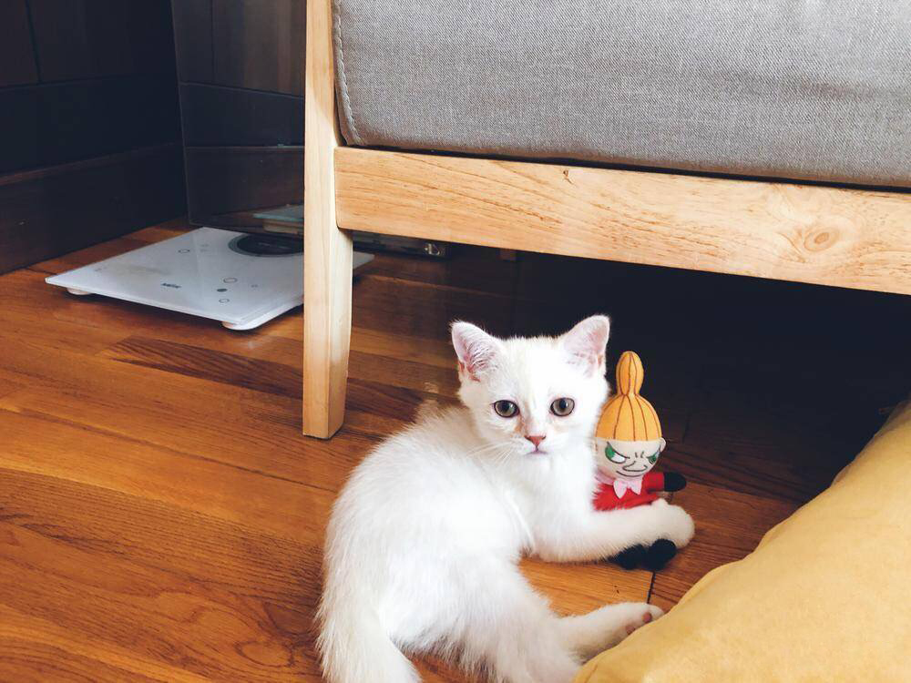 因为自从养了猫,我在家里就没地位了,老公爱猫成痴,把猫咪当女儿养呢