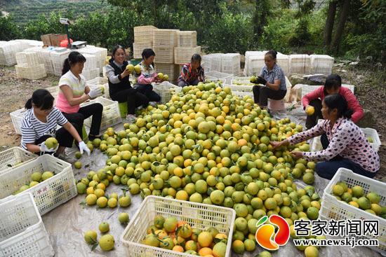 "赣南早脐橙"开摘 果农喜迎丰收