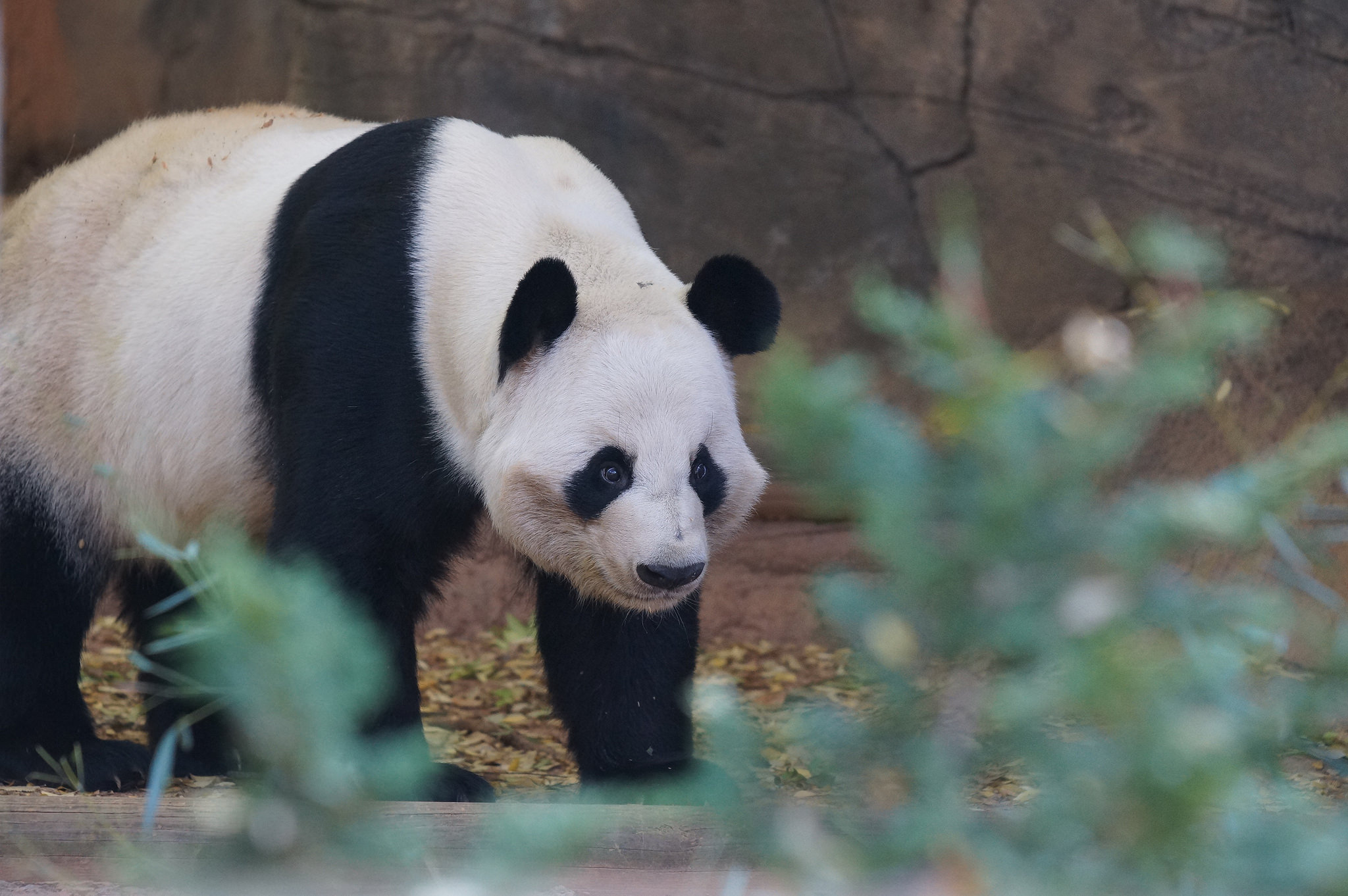 来自美国亚特兰大的大熊猫宝宝洋洋向你问好