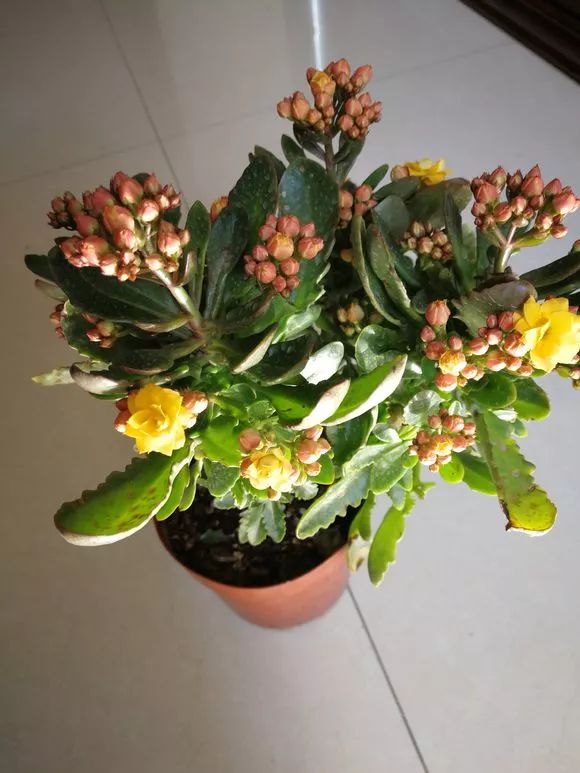 长寿花"嫁接"不死鸟,不烂根蹿枝快,迅速变5年老桩!