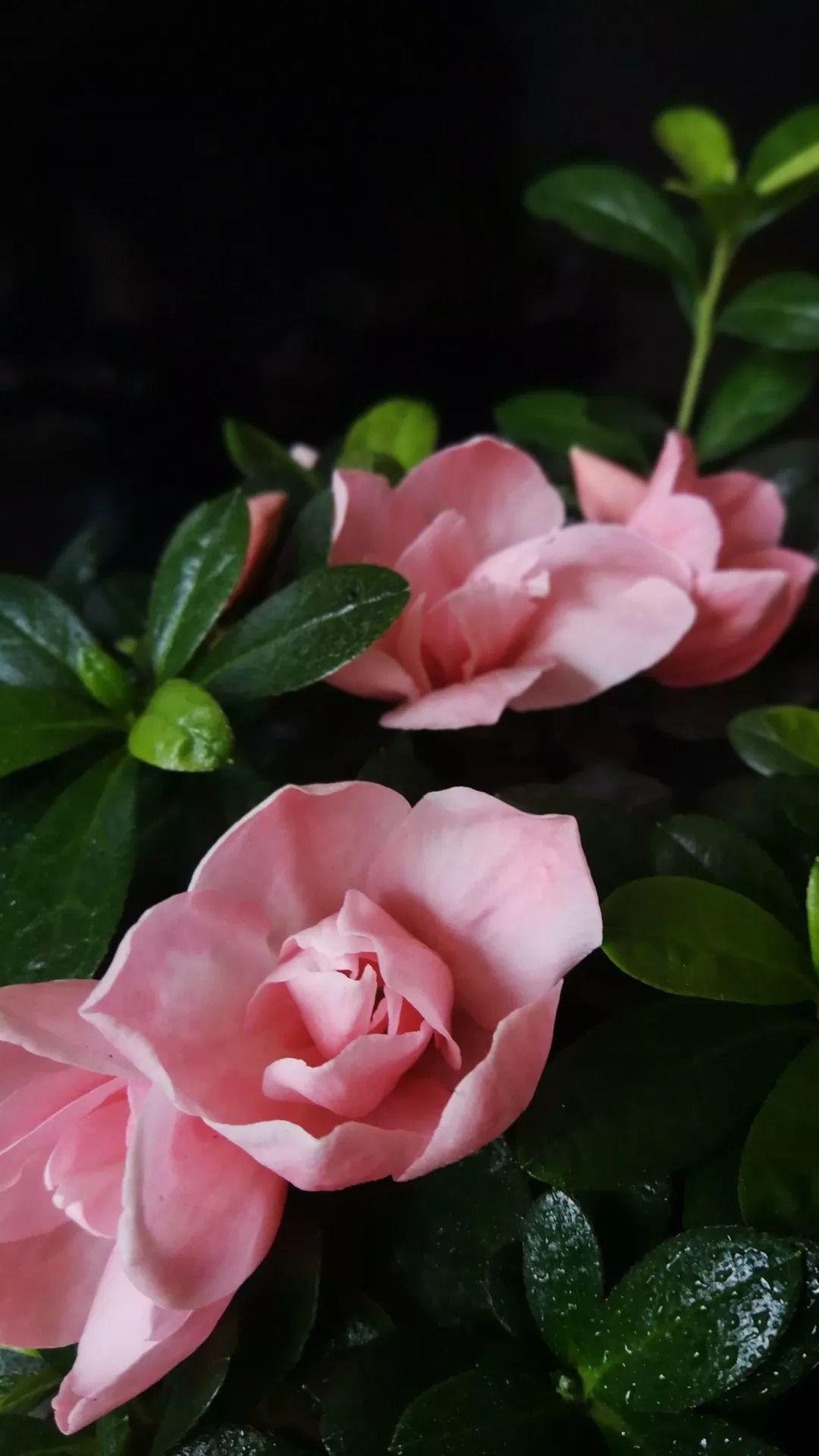 这88种花的美图,送你当壁纸,一天一张不嫌烦!