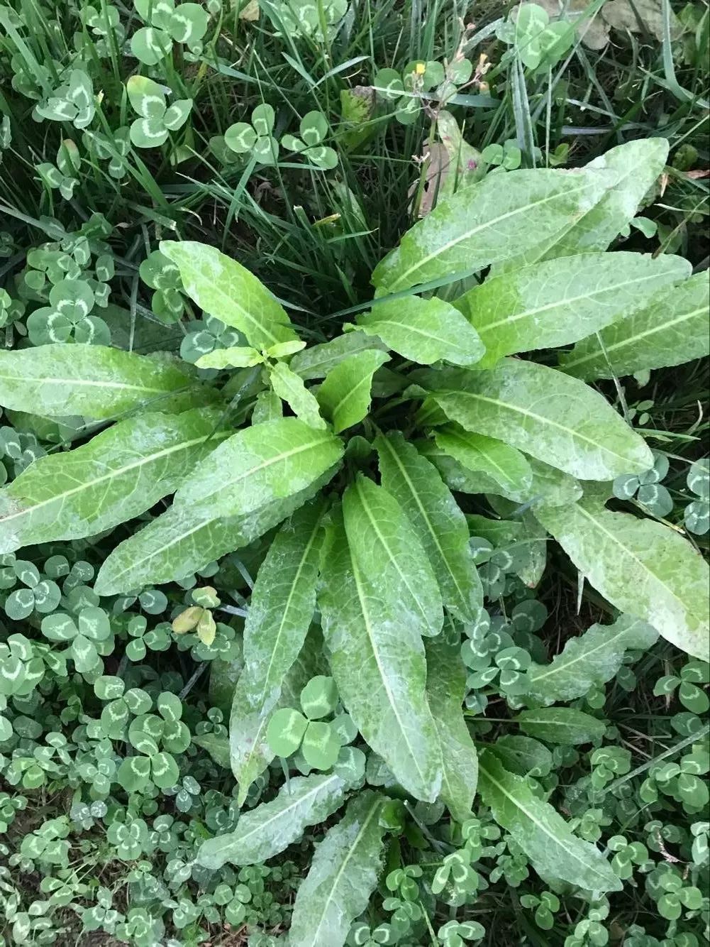 酸模,又名野菠菜,治皮肤病效佳,止血功效也佳,嫩茎叶可食