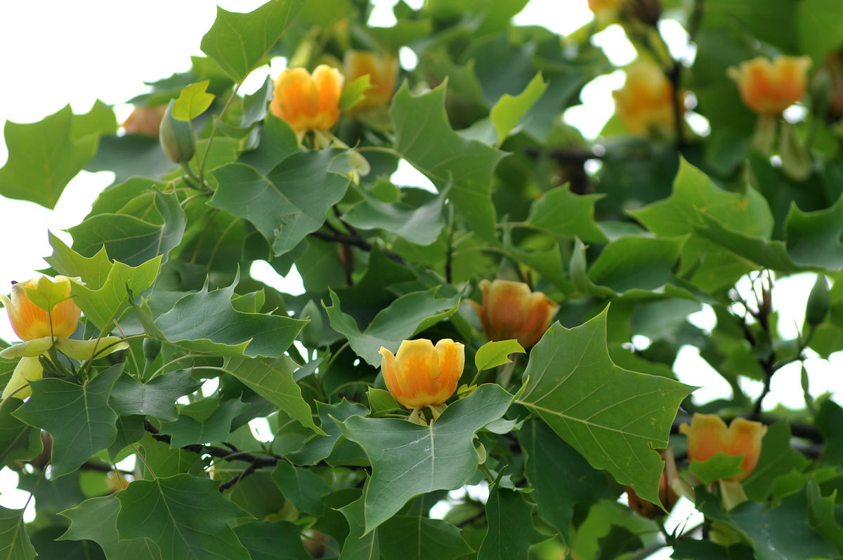 马褂- 热门商品专区