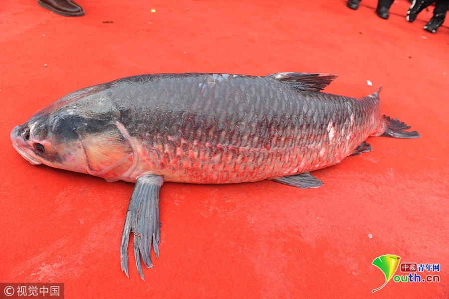 安徽阜阳:八里河冬捕鱼"头鱼"拍出88万元