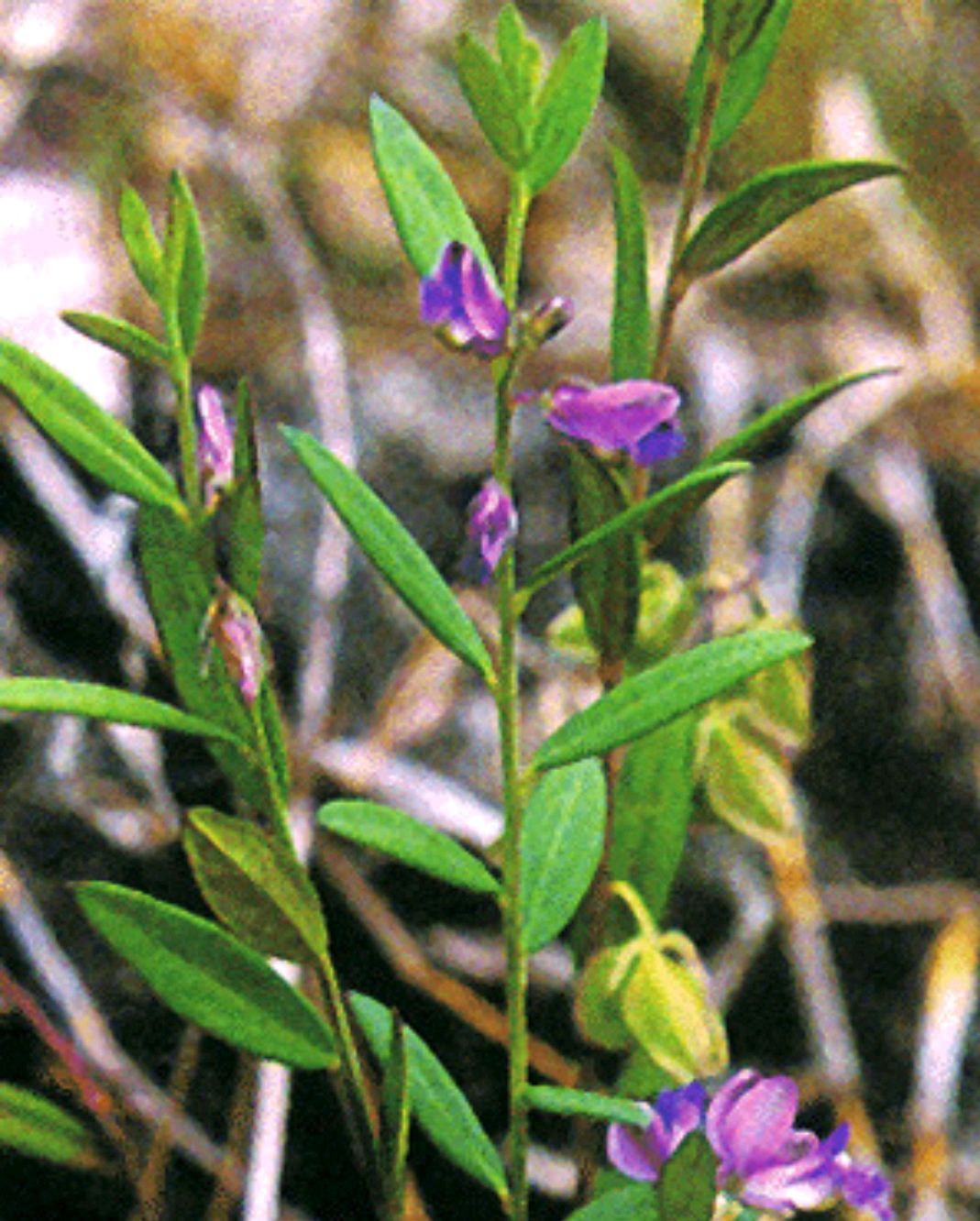 中药的故事,远志