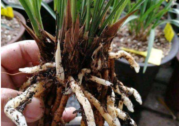 兰花"催花"有口诀,照着养,猛蹿新芽,春节如期开花!