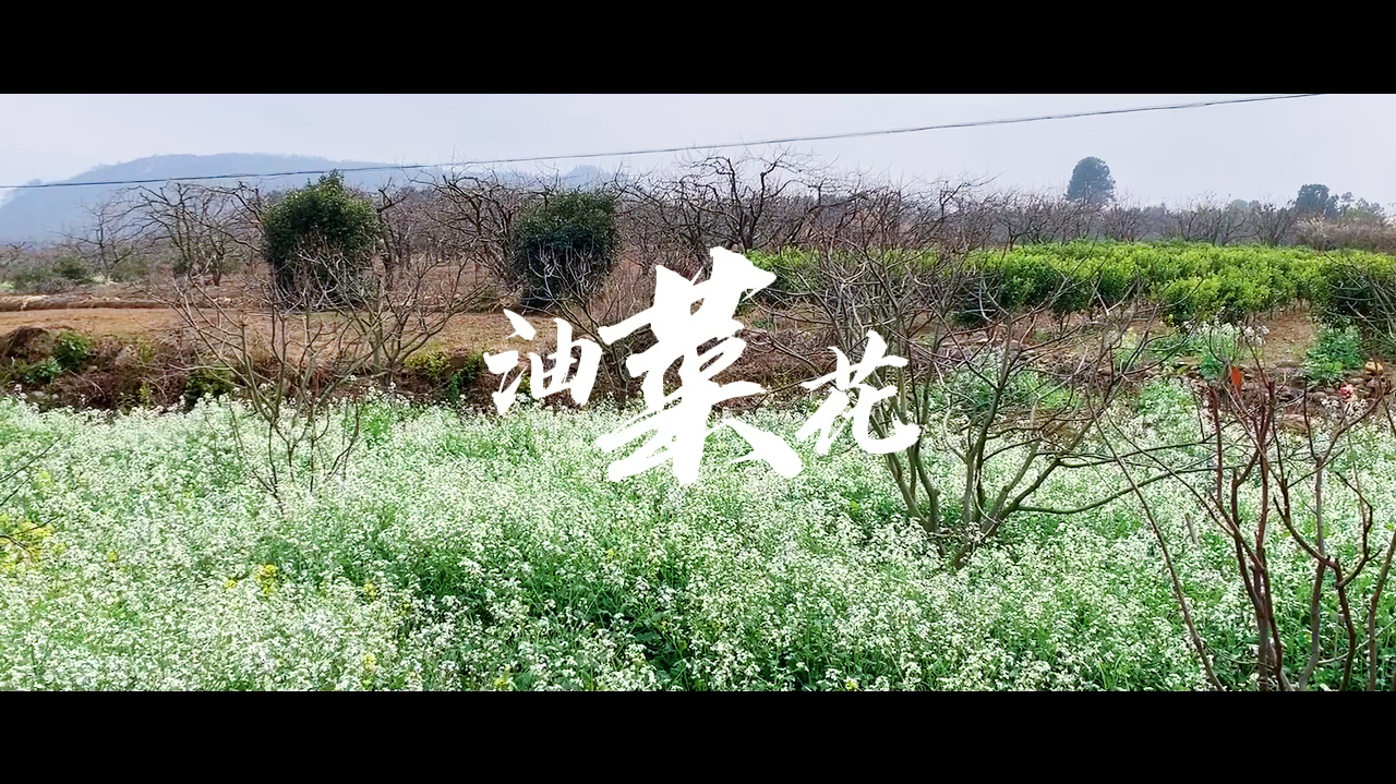难得一见,白色油菜花,这里的春天很淡雅