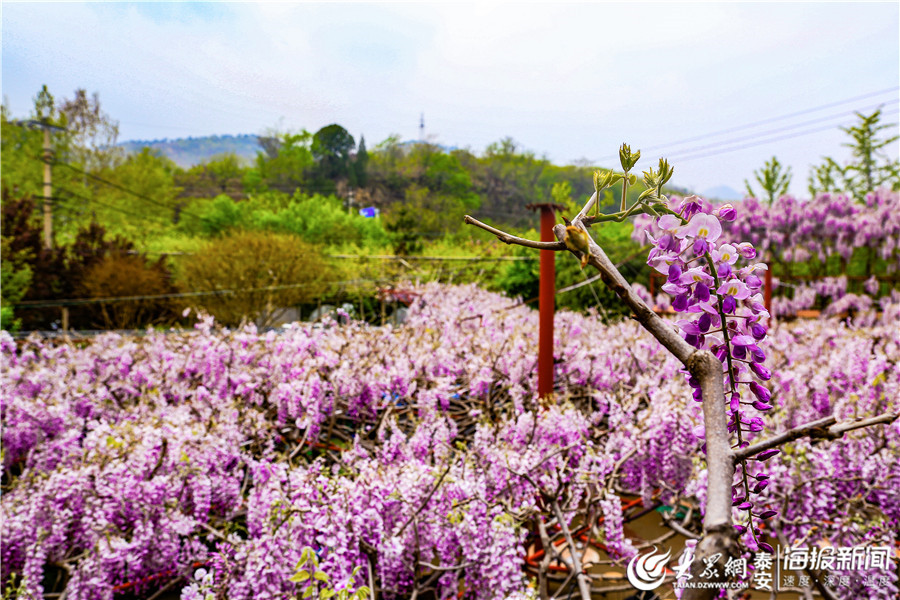 这就是山东丨泰安:泰山脚下紫藤花开 浪漫紫色如梦如幻