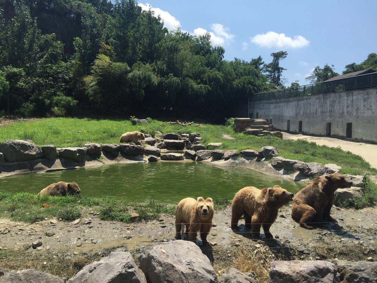 城市動物園規劃設計三元論,讓人大開眼界