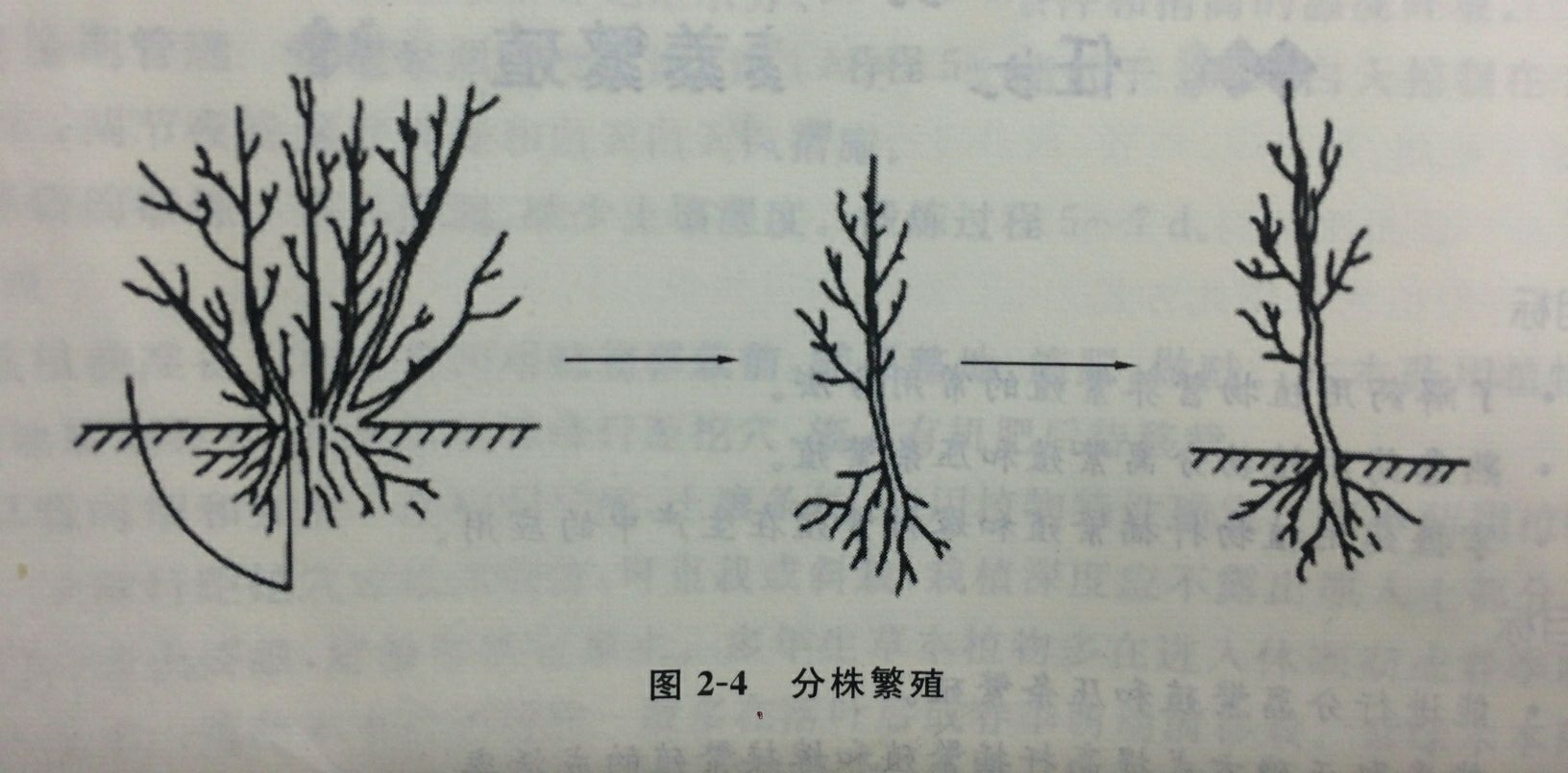 藥用植物營養繁殖方式