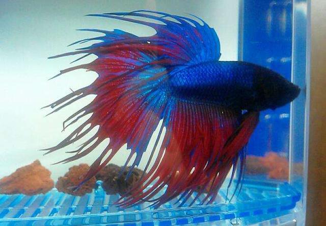 饲养的孔雀鱼尾巴经常开叉,原因在哪?