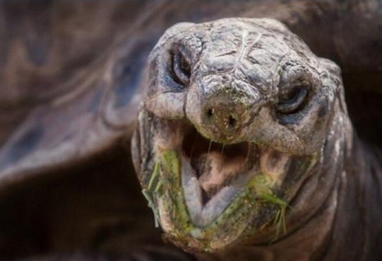 "最长寿"乌龟,从乾隆活到2006年,网友:真是千年王八万年龟!