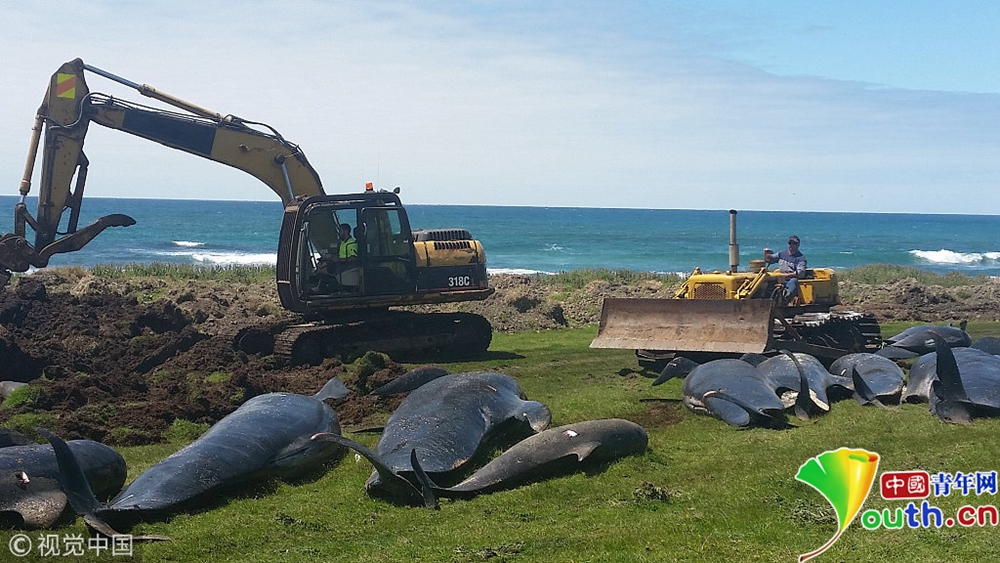 多头巨鲸新西兰海岸搁浅死亡 沿海海水染成红色