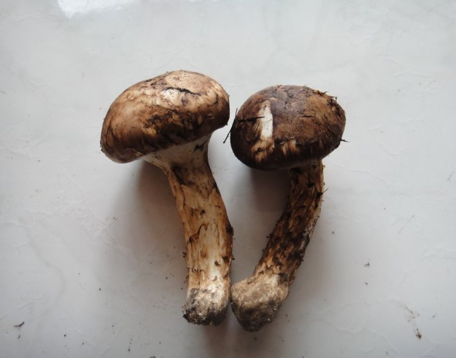 山里这种野味,有菌中之王的美誉,是抗癌珍品,遇上了是你的运气