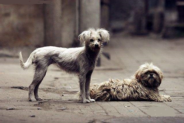 品種能說明什麼?請別戴著有色眼鏡和偏見歧視領養動物