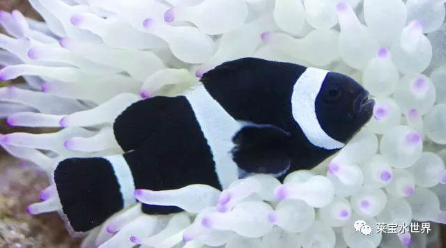 小丑鱼的低调公子—黑白小丑鱼,观赏性远超双带小丑鱼,容易上手