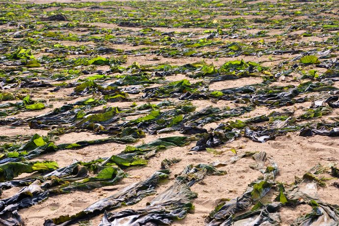 海带的人工养殖技术以及管理方法