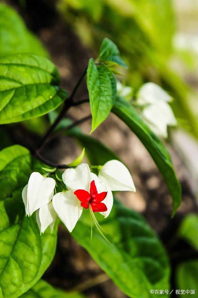 龙吐珠花(龙吐珠花怎么剪枝才能开花)