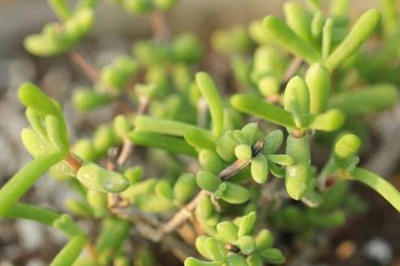 "小兔子"碧光环多肉如何养殖?