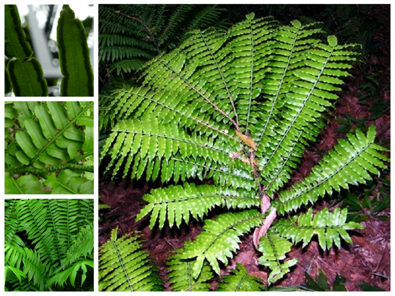 一种植物"观音座莲",濒危珍稀价值大,若您的家乡也有,请保护