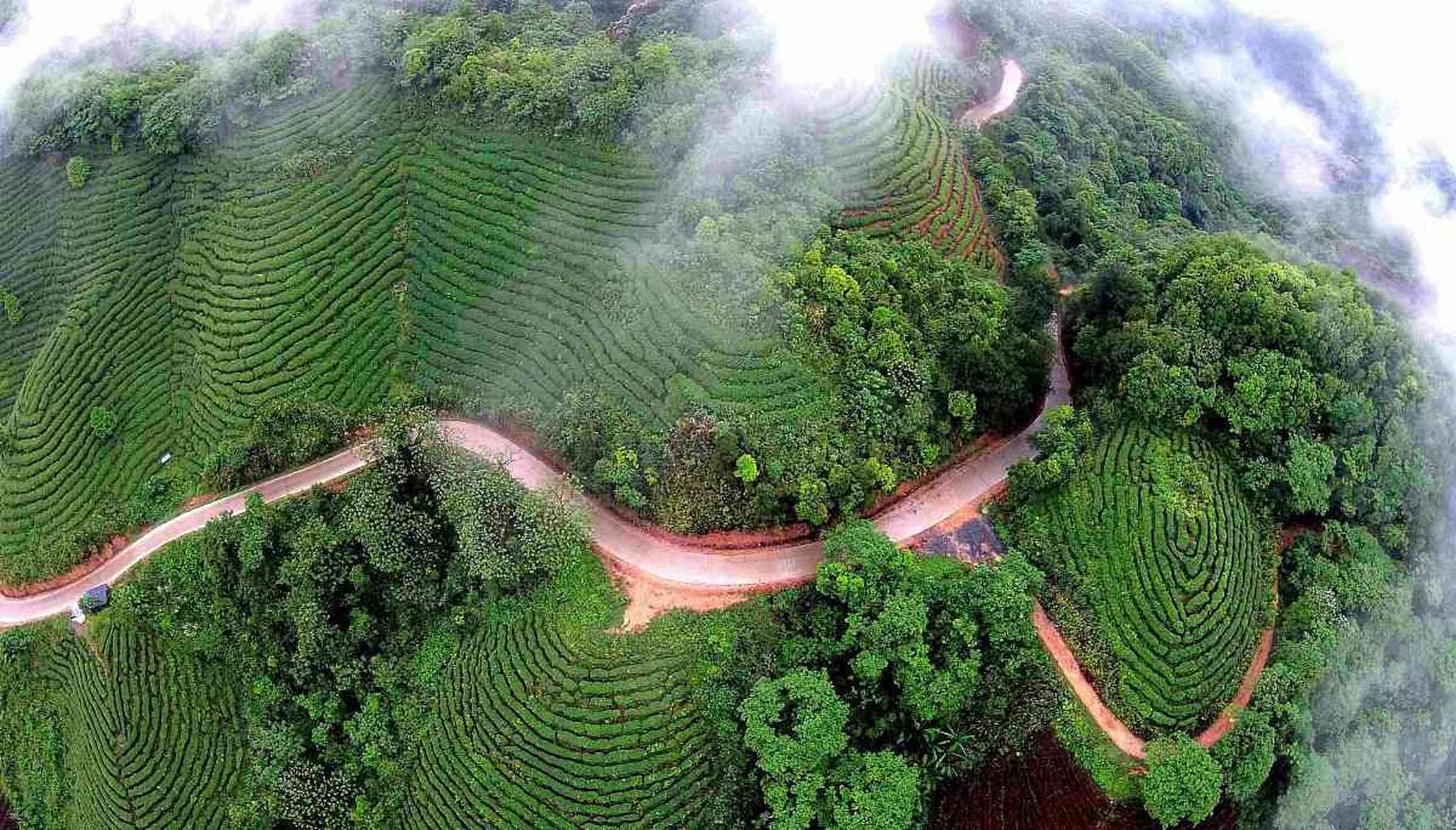 雁南飞茶田风景区图片