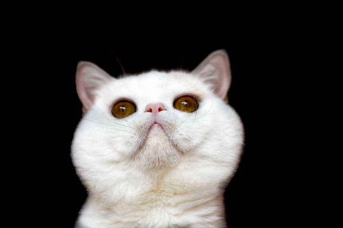 加菲猫怎么看出的鼻支,加菲猫怎么看是否患上猫鼻支