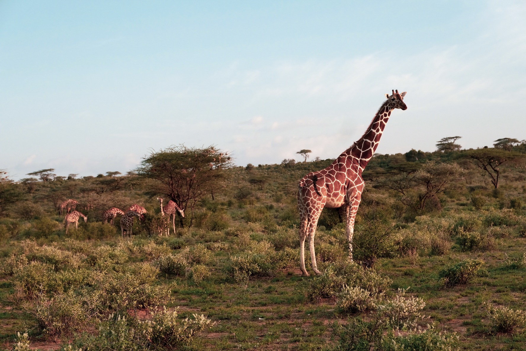 初见肯尼亚桑布鲁国家公园(5)