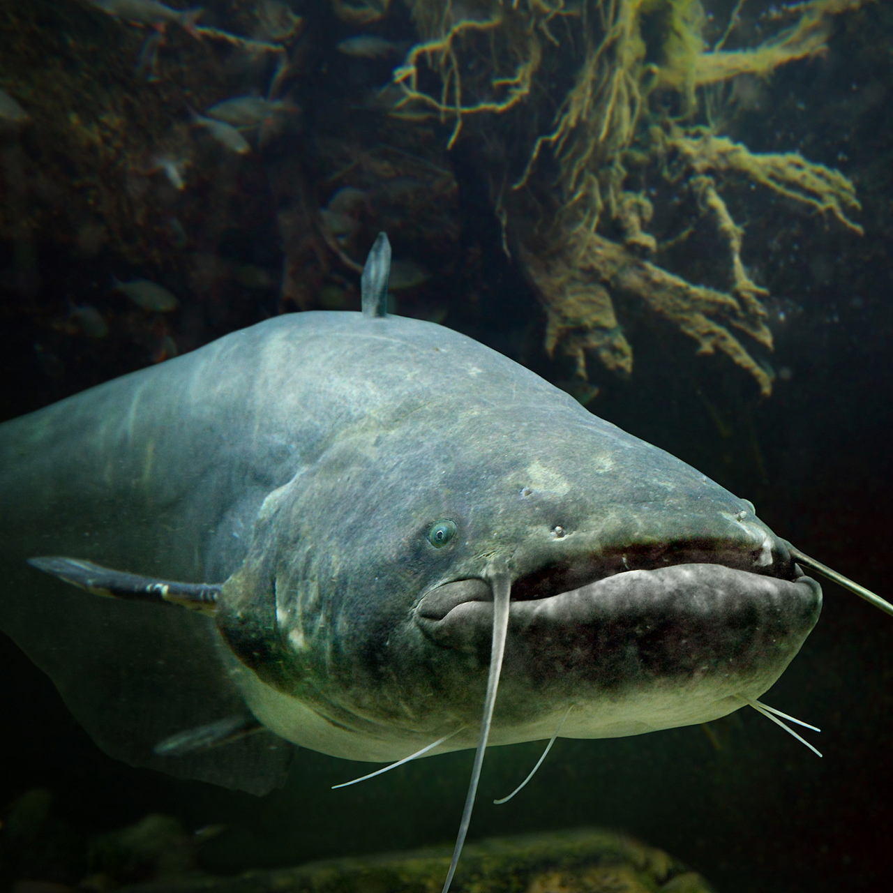 巨骨舌鱼是一种生活在热带和亚热带地区的淡水鱼类,以其独特的外观和