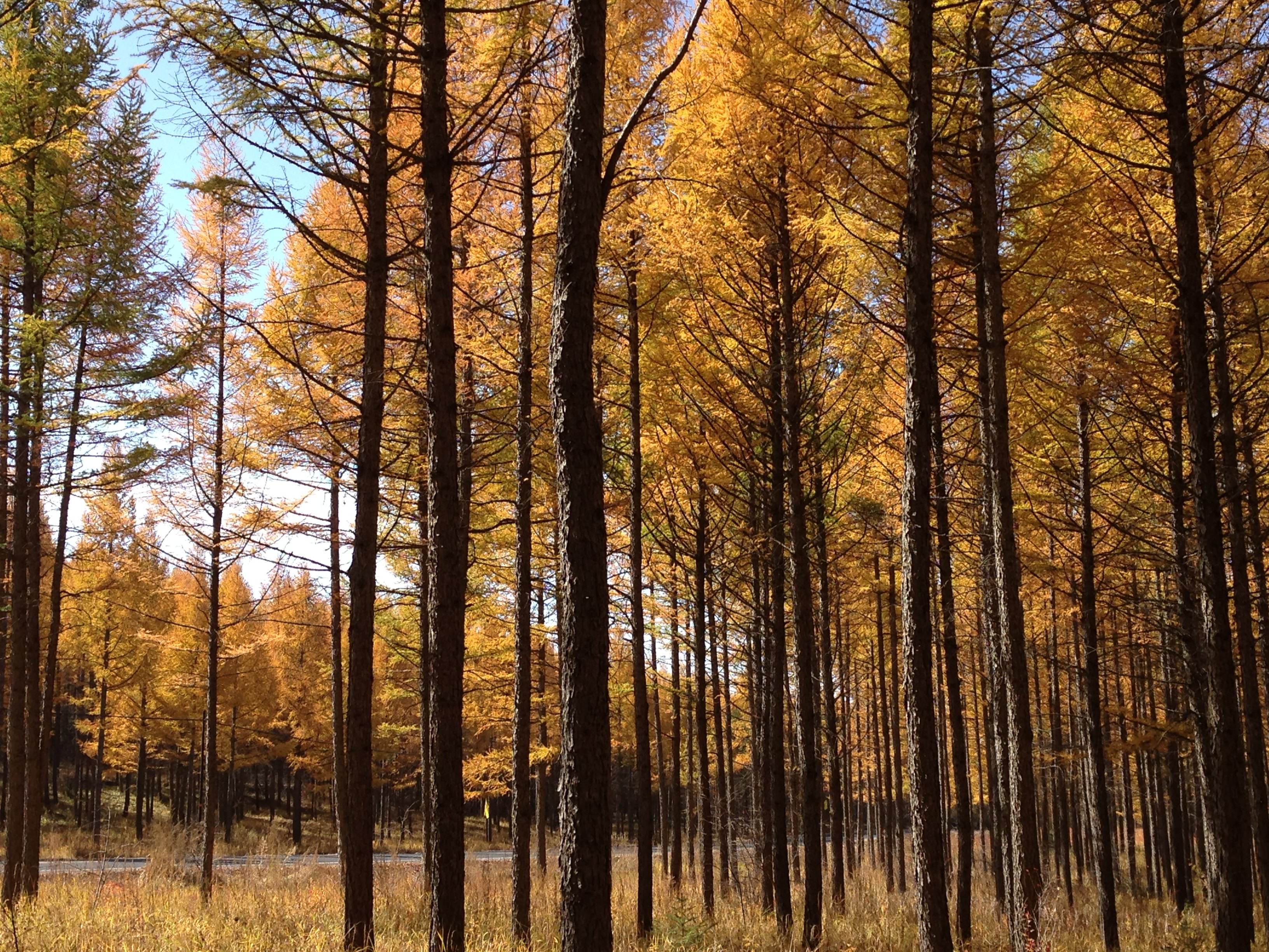 塞罕坝种植的人工森林