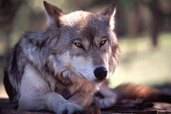 哈奇士趴着休息时,放松肆意,一脸懒散憨笨的模样.