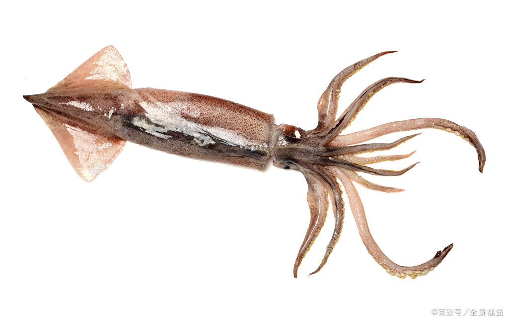 鱿鱼- 优质问答专区