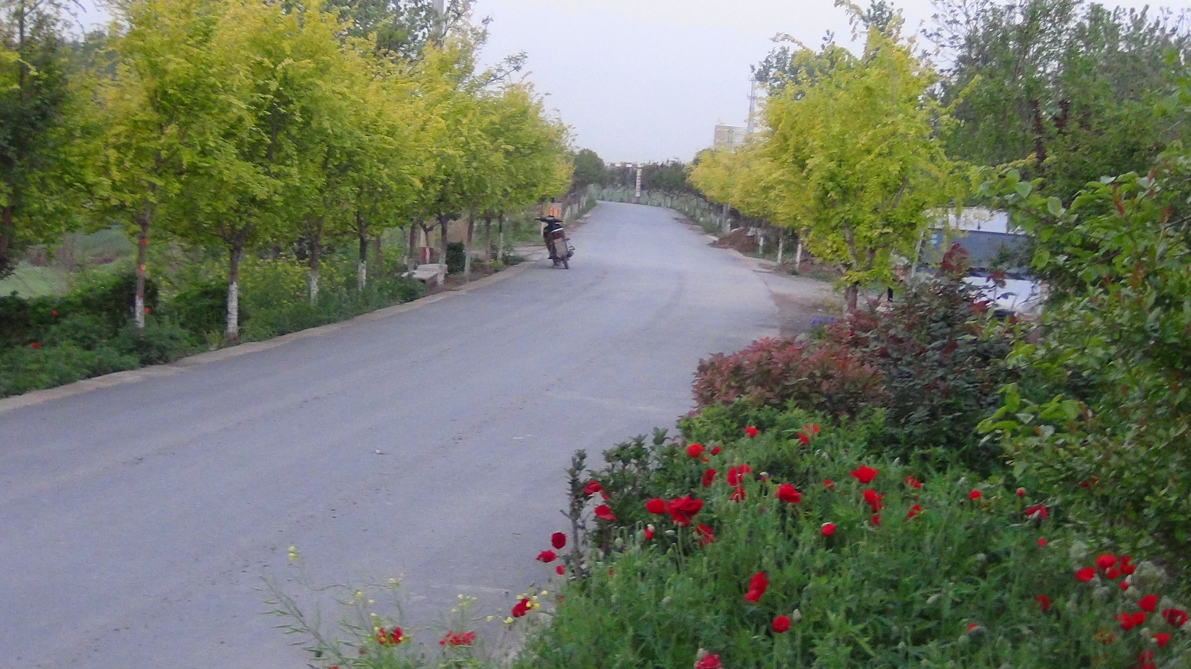 农村新貌,环境美好.