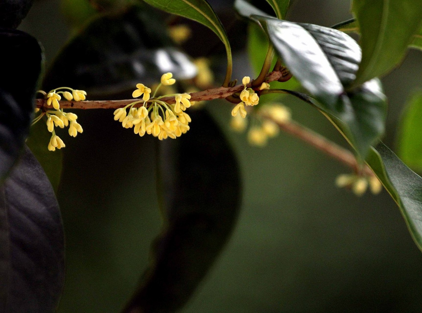 [原文:沉香桂花