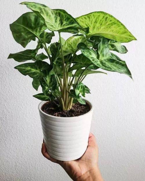 四季果盆景 - 2020年最新商品信息聚合专区 - 百度爱采购