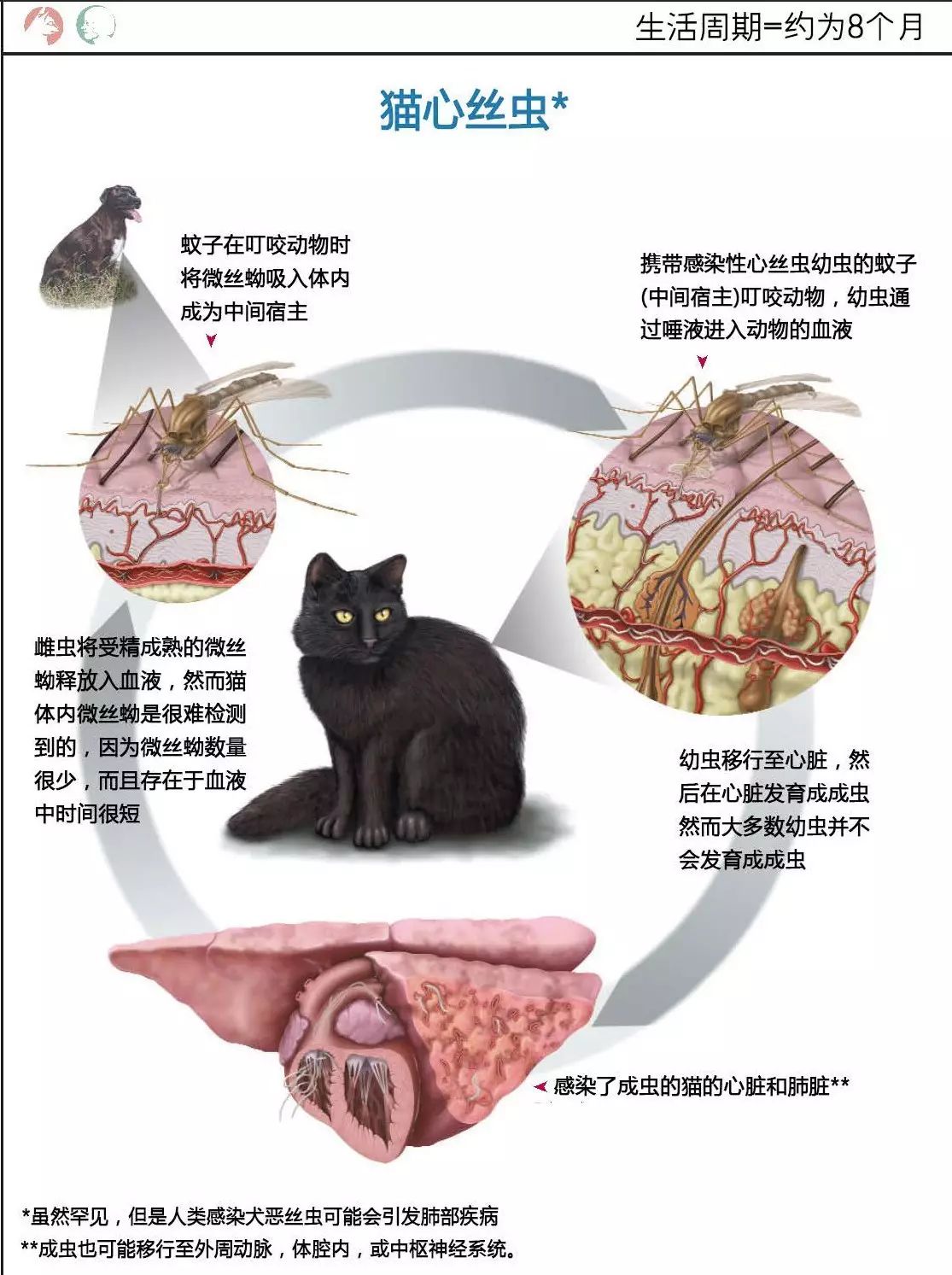 来了解一下犬猫体内的一些寄生虫