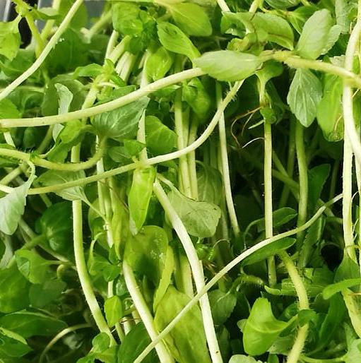 云南人喜欢吃野菜,今天我给大家介绍云南野菜吃法之水香菜煮鸡蛋.