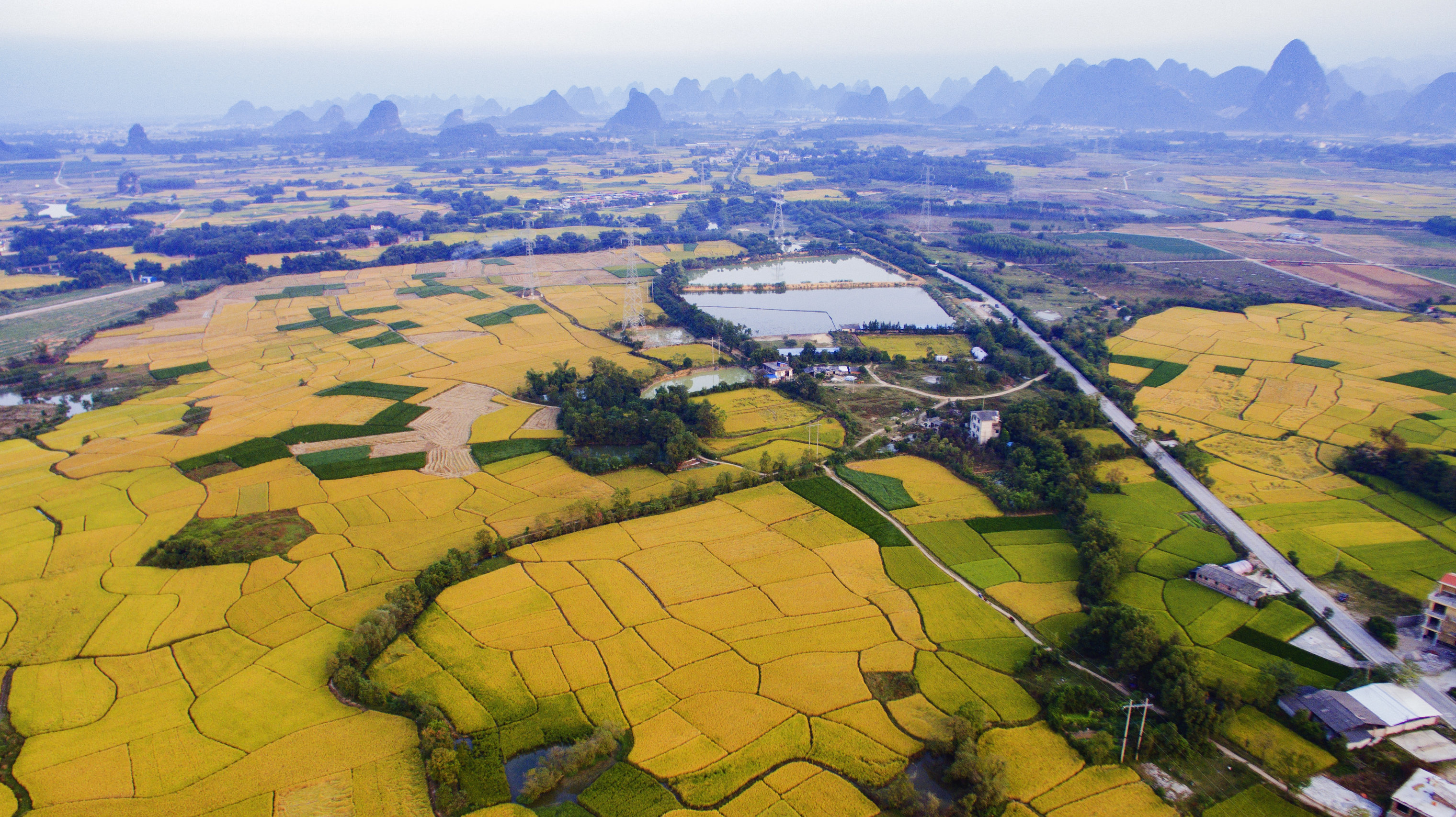 广西桂林:临桂区的水稻成熟期,水稻村庄鱼塘一个都不能少