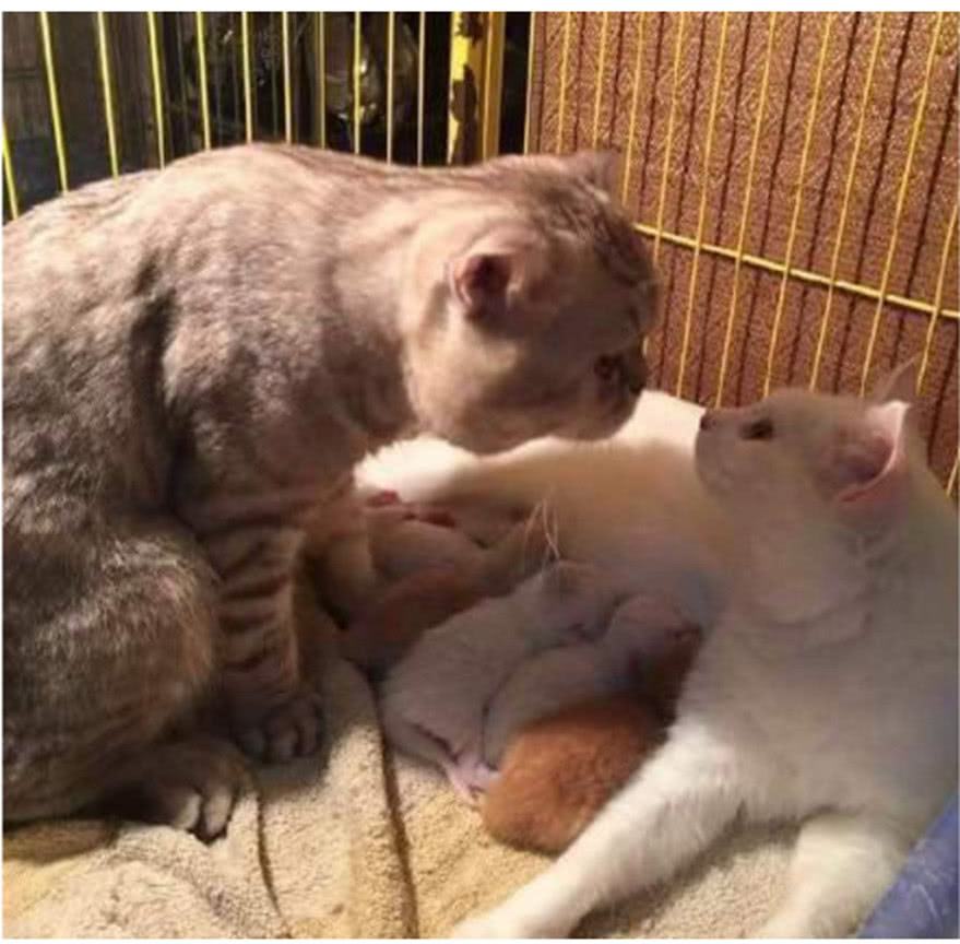 小奶猫打拳击没打过主人,反手给了猫爸爸一拳,实在是太搞笑了!