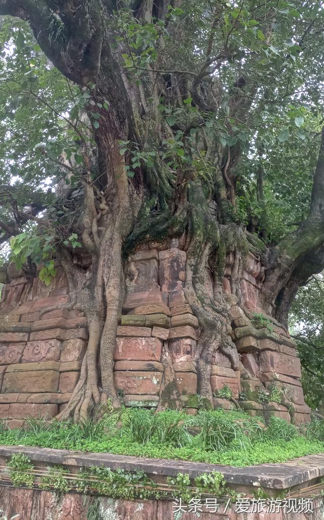 第150天:中国塔林一绝!云南景谷县"塔包树树包塔"奇观!