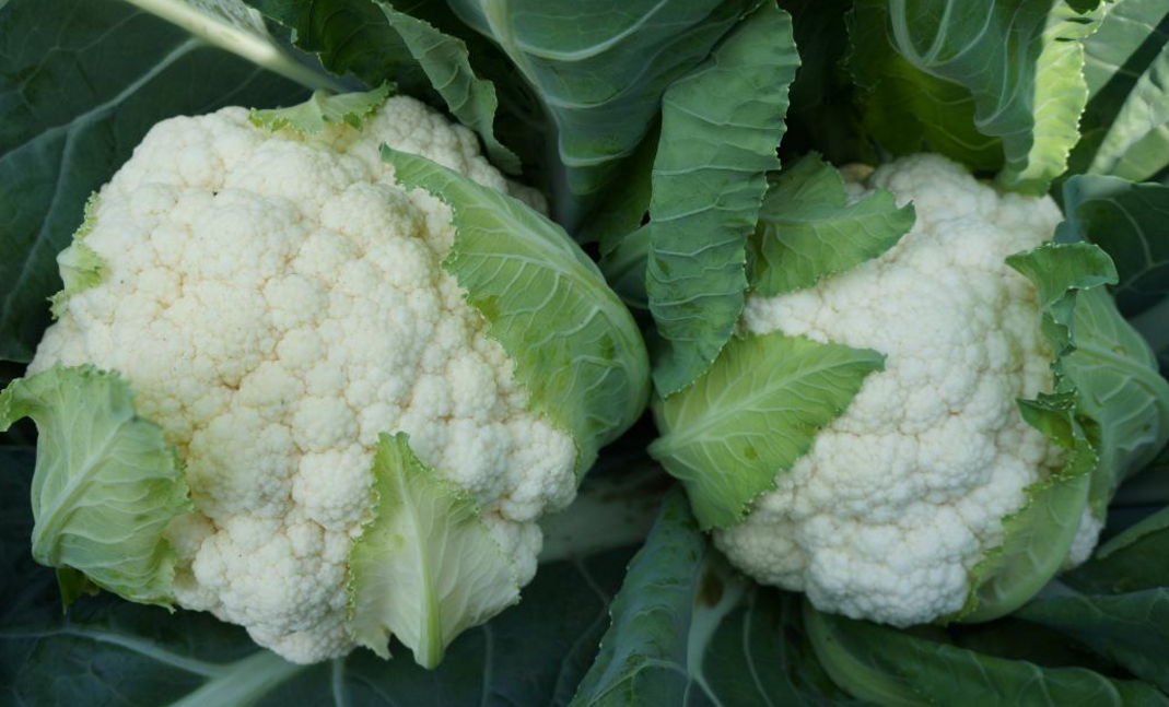 花椰菜的栽培现状和发展趋势,花椰菜的种类有哪些