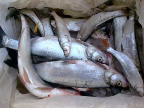 口感"巨好"的4种鱼 爱吃鱼的你不能错过