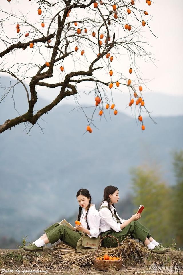 青葱岁月·又是一年柿子红