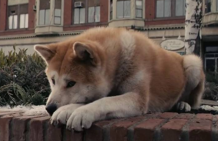 看完忠犬八公,想到我的一只流浪狗