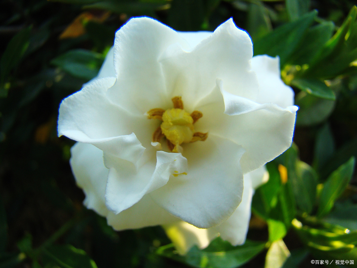 白蟾花:永恒的爱