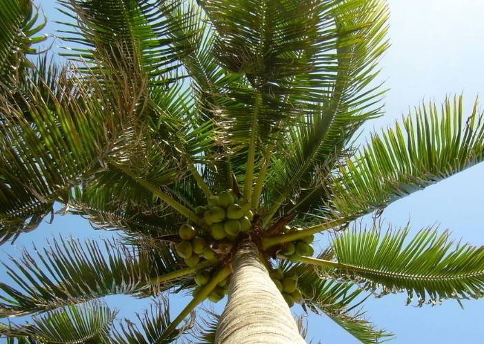 猩红椰子:适宜作绿化美化栽培,热带雨林带生长植物特别喜欢湿润