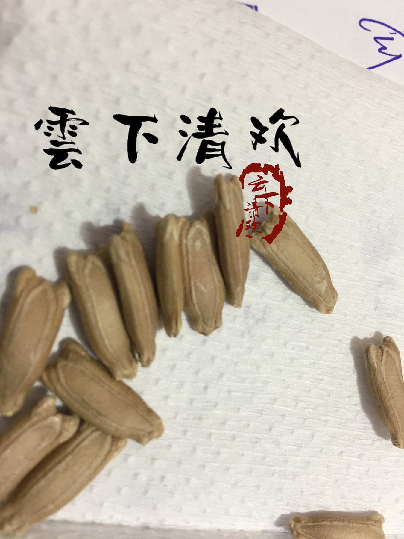 种子- 热门商品专区