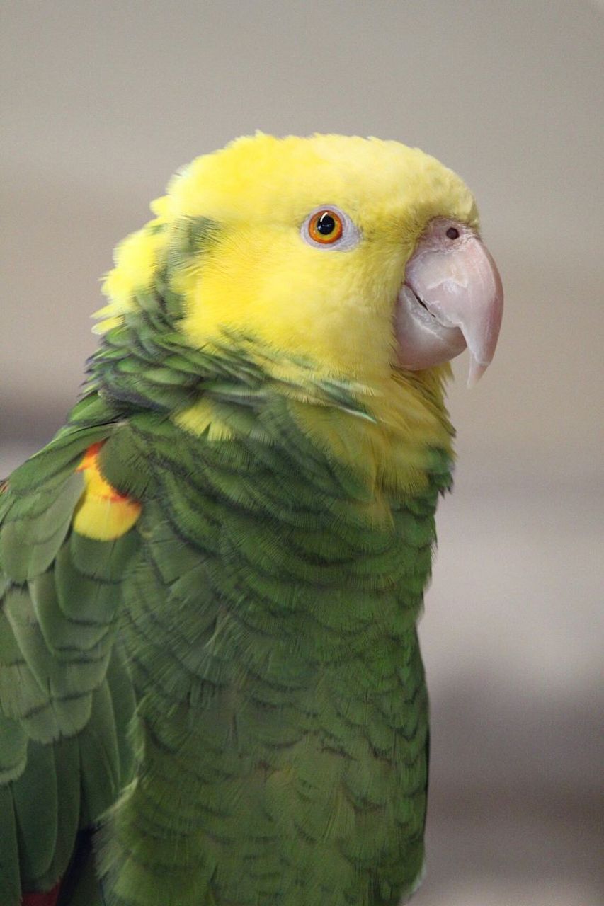 双黄头亚马逊鹦鹉是一种非常聪明且活泼的鹦鹉.