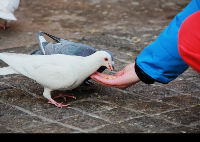 采采说三农之怎样才能养好鸽子