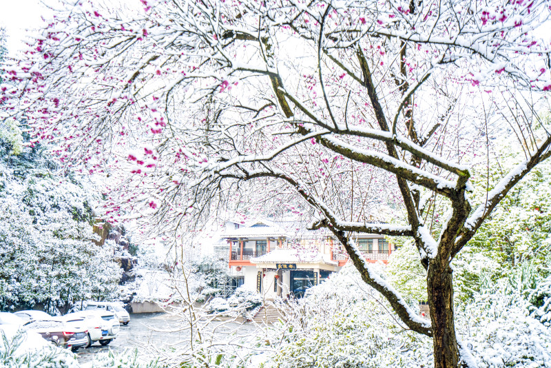 2018年12月30日,恩施武陵都里一棵盛开的梅花在雪中绽放.